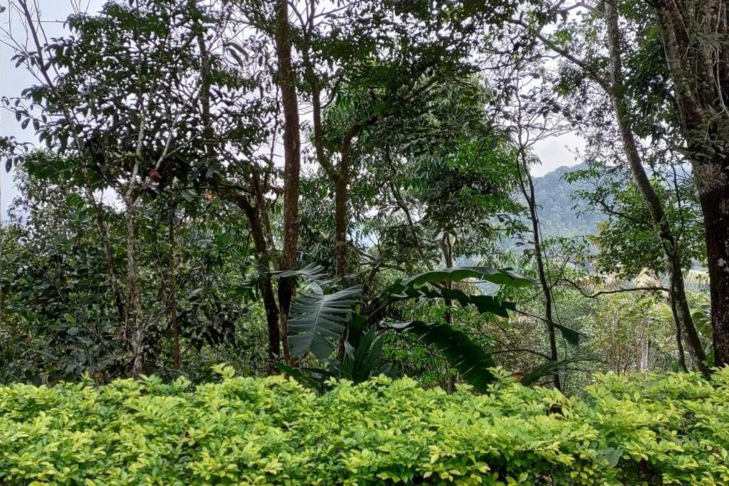 Kattappana Coffee Camp Home Stay With Tree House מראה חיצוני תמונה