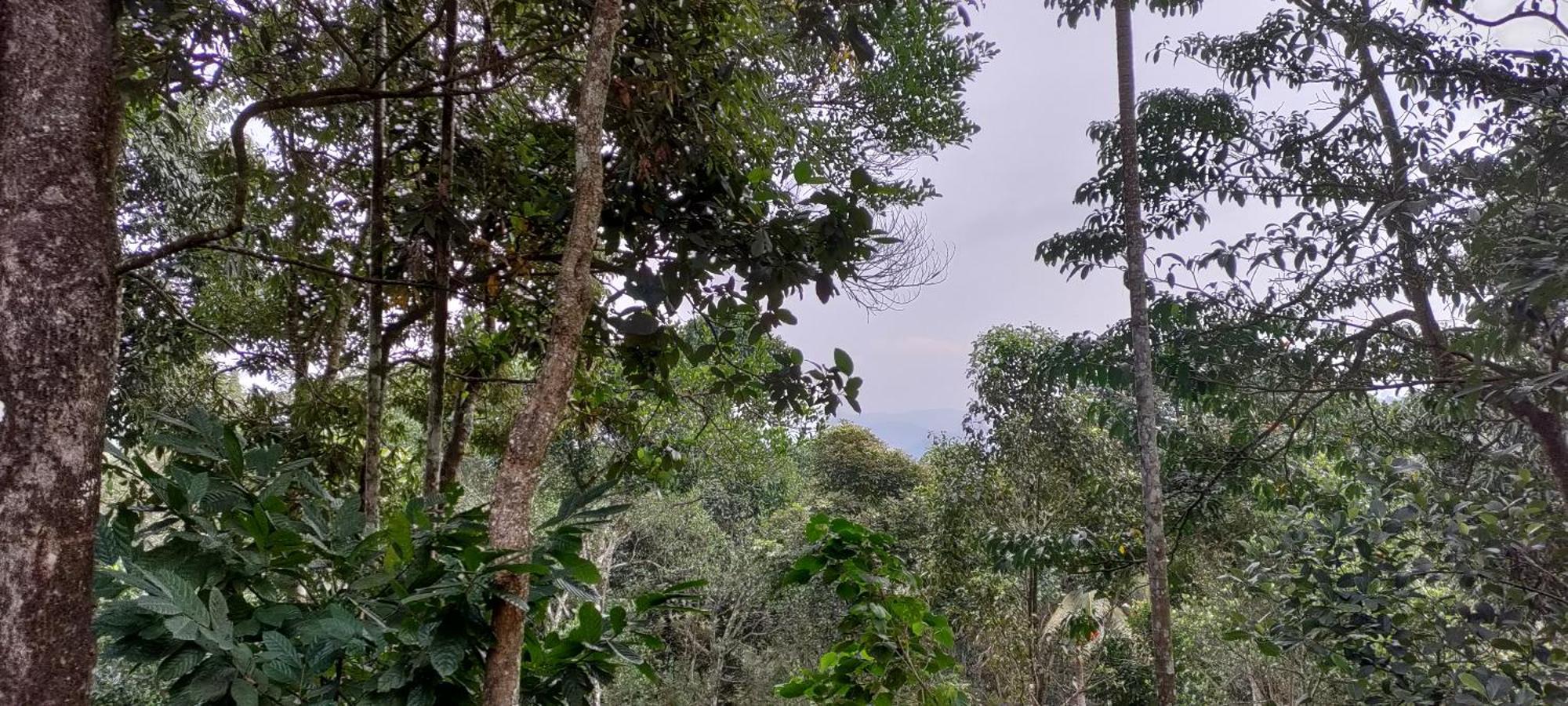 Kattappana Coffee Camp Home Stay With Tree House מראה חיצוני תמונה