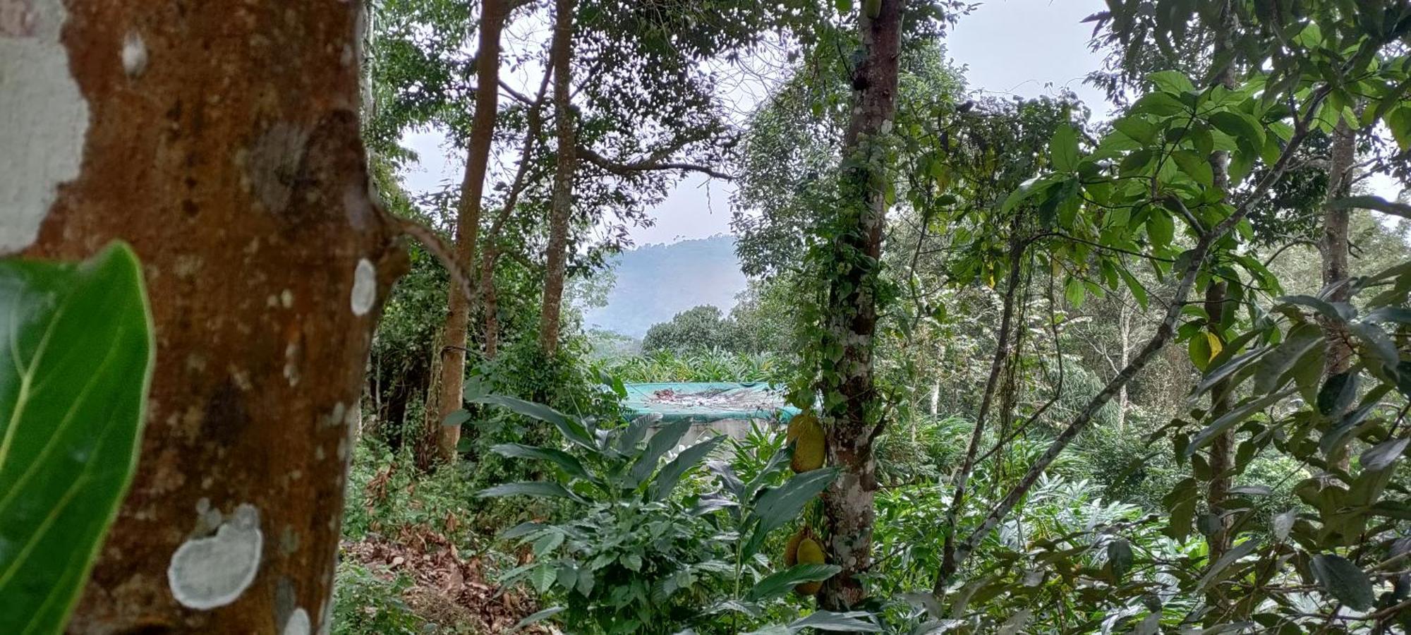 Kattappana Coffee Camp Home Stay With Tree House מראה חיצוני תמונה