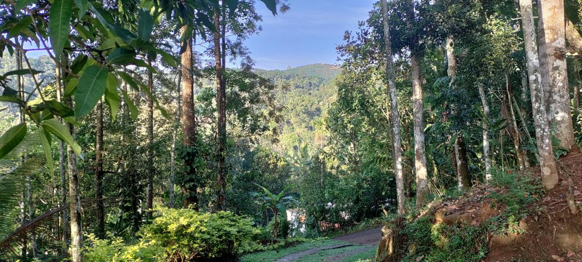 Kattappana Coffee Camp Home Stay With Tree House מראה חיצוני תמונה